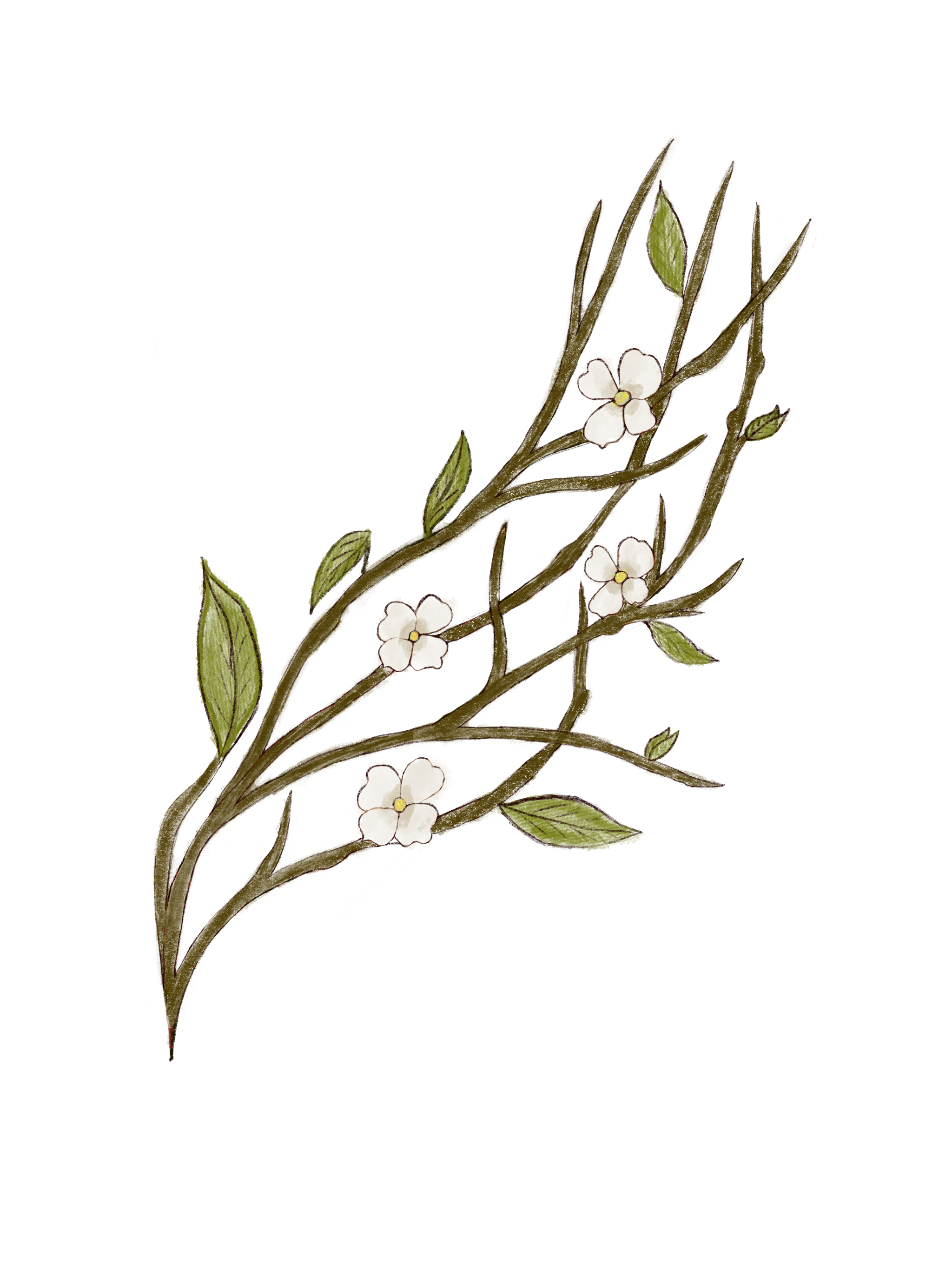 Embroidery sketch